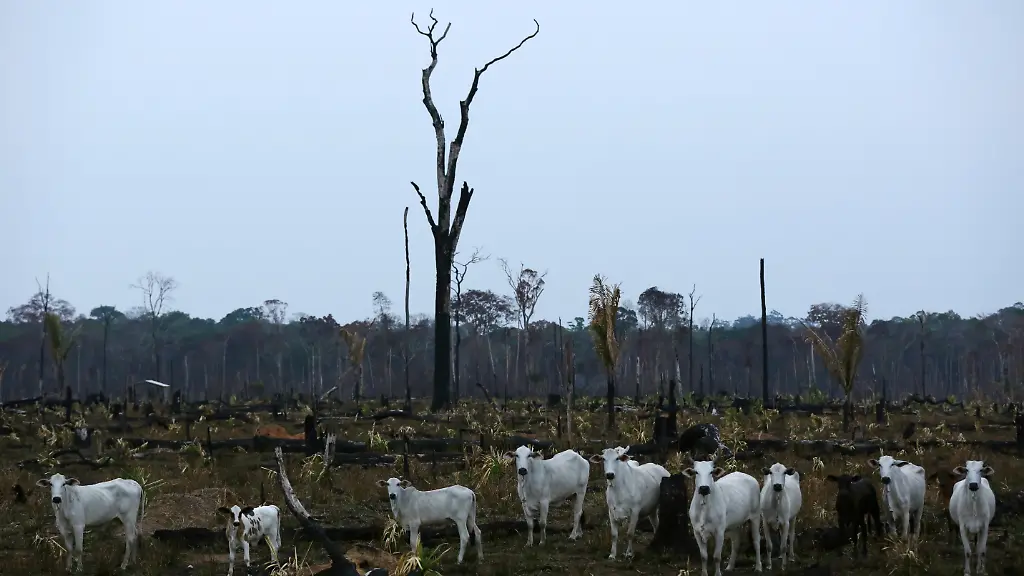 2019-09-06T133917Z-1748565405-RC1D00122F50-RTRMADP-3-BRAZIL-ENVIRONMENT-WILDFIRES