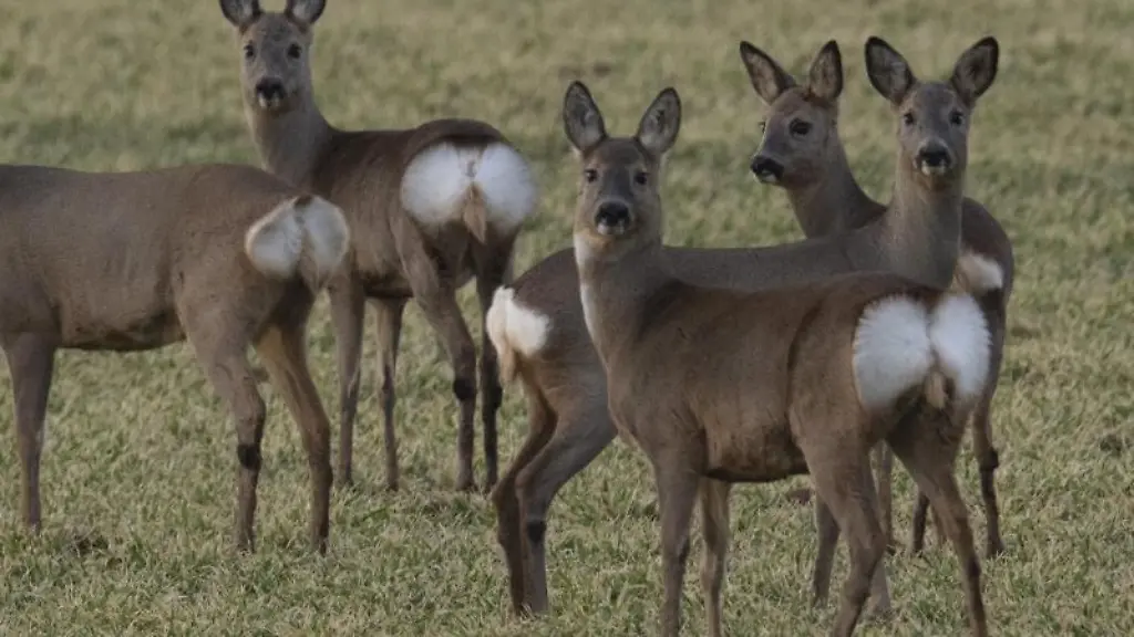 Rehe-laufen-ueber-einen-Acker