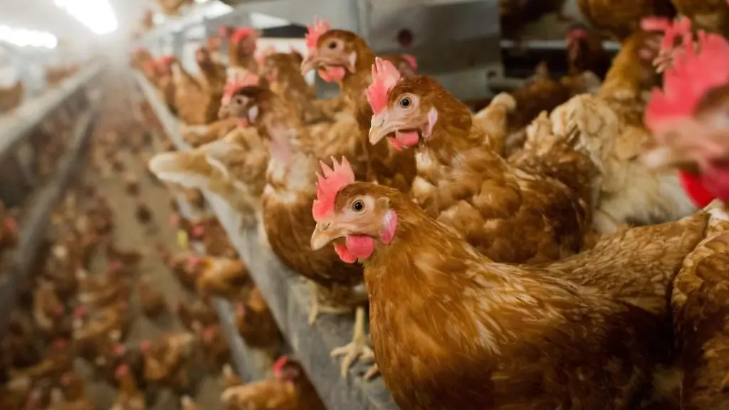 Legehennen-stehen-in-einem-Betrieb-fuer-die-Produktion-von-Eiern-aus-Freilandhaltung