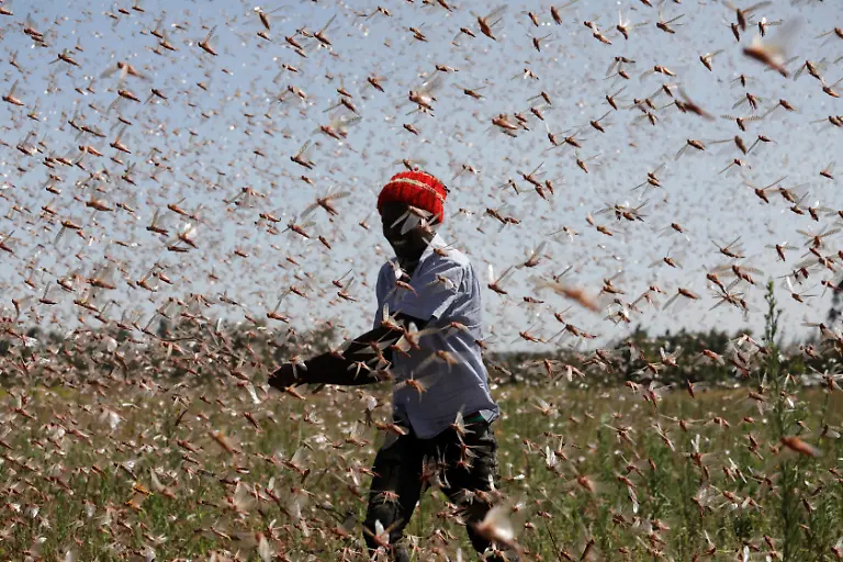 2021-02-22T100201Z-1077383606-RC2MXL93OZG1-RTRMADP-3-KENYA-LOCUSTS-HARVESTING