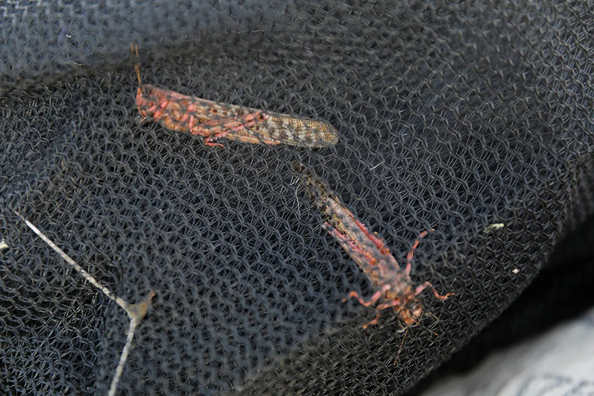 2021-02-22T100145Z-207259163-RC2MXL9D6QLE-RTRMADP-3-KENYA-LOCUSTS-HARVESTING