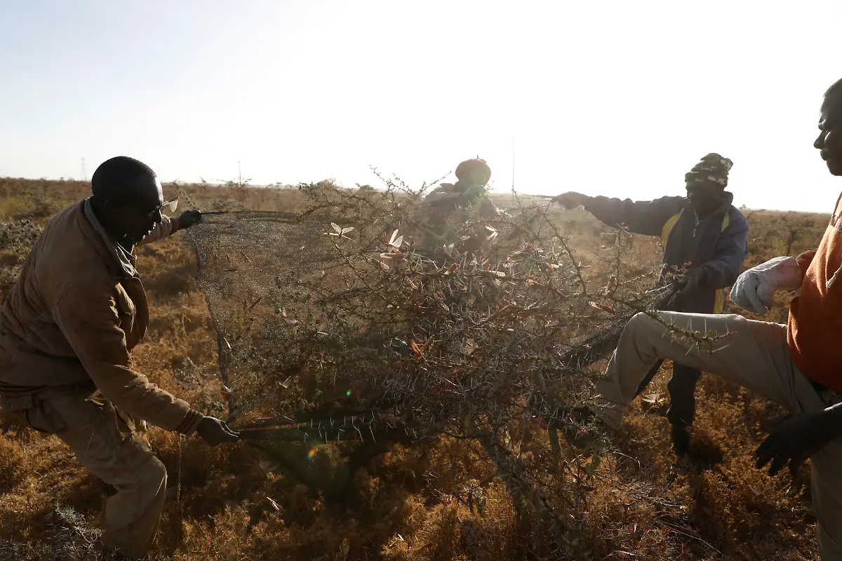 2021-02-22T100141Z-1983472583-RC2MXL9E1AUE-RTRMADP-3-KENYA-LOCUSTS-HARVESTING