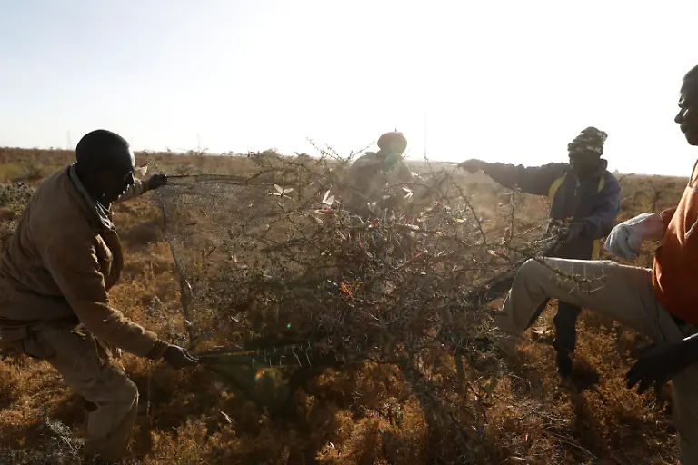 2021-02-22T100141Z-1983472583-RC2MXL9E1AUE-RTRMADP-3-KENYA-LOCUSTS-HARVESTING