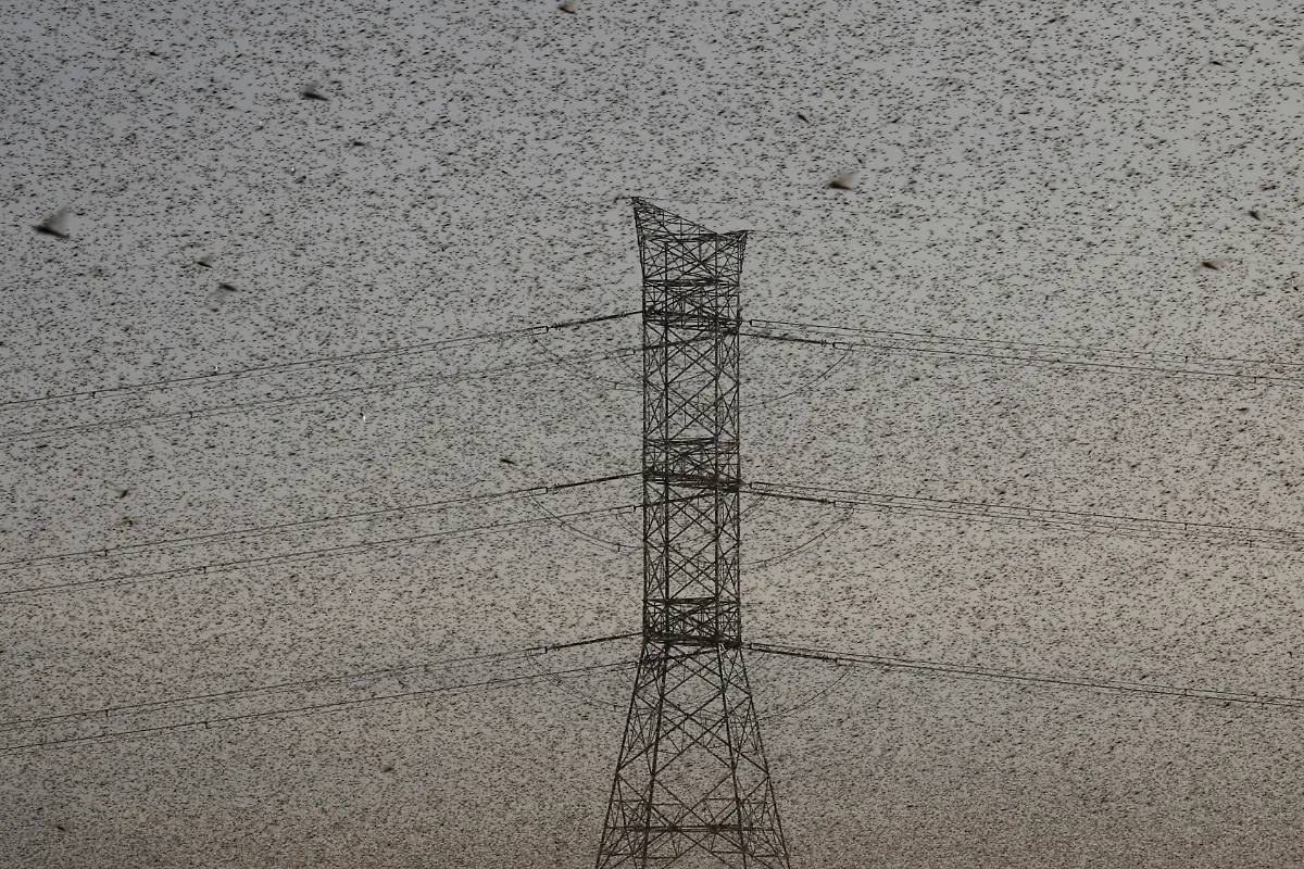 2021-02-22T100129Z-2046231442-RC2MXL94N0ZV-RTRMADP-3-KENYA-LOCUSTS-HARVESTING