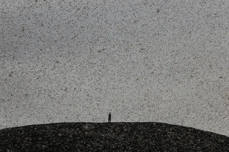 2021-02-22T100126Z-1437328182-RC2MXL94CUXM-RTRMADP-3-KENYA-LOCUSTS-HARVESTING