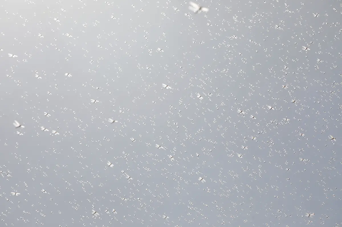 2021-02-22T100116Z-218266637-RC2MXL9UZW0K-RTRMADP-3-KENYA-LOCUSTS-HARVESTING