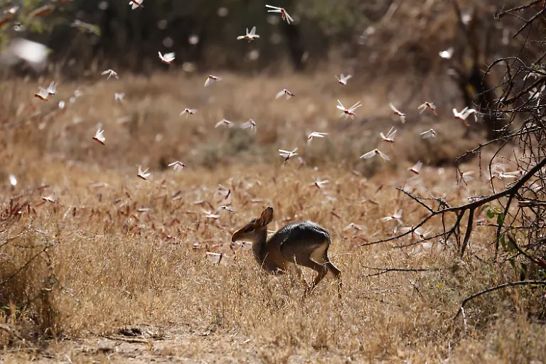 2021-02-22T100113Z-1001774926-RC2MXL9RL8JO-RTRMADP-3-KENYA-LOCUSTS-HARVESTING