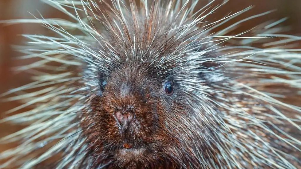 Eine-Nahaufnahme-zeigt-einen-Baumstachler