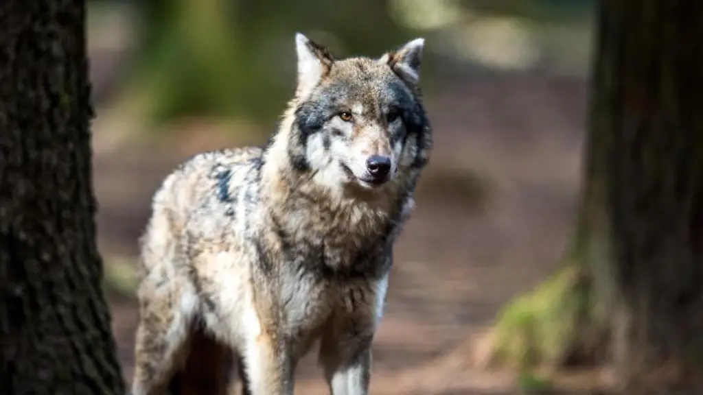 Ein-Wolf-steht-in-seinem-Gehege