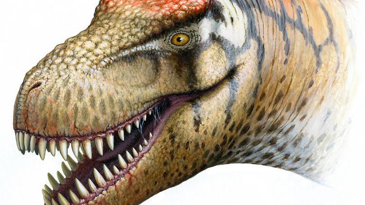 Die Zeichnung zeigt den  Zhuchengtyrannus magnus.