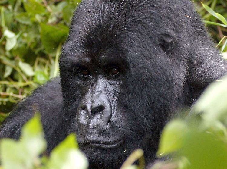 Ein erwachsener, männlicher Berggorilla im Nationalpark Volcanoes in Ruanda.