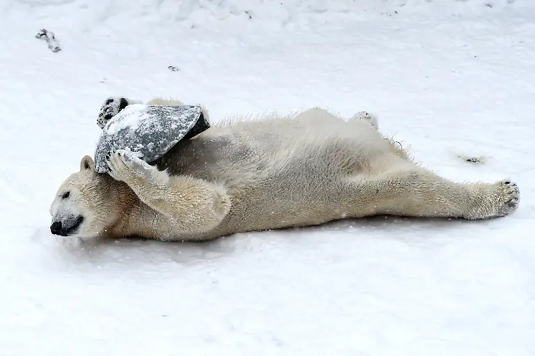 f0721943b7b7d6f59ef02664e04c1179