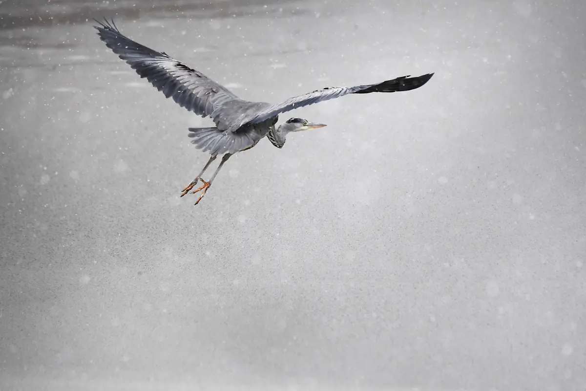 e0cd08ce77bc8f30d2545d4daef63d61