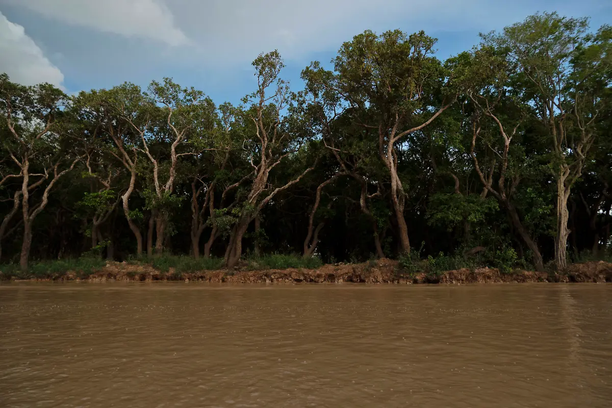 Trees-stand-on-the-edge-of-Tonle-Sap-lake-forming-part-of-the-surrounding-forests-much-of-which-has-been-logged-or-burned-for-farmland-in-Cambodia-Friday-Aug-2-2024