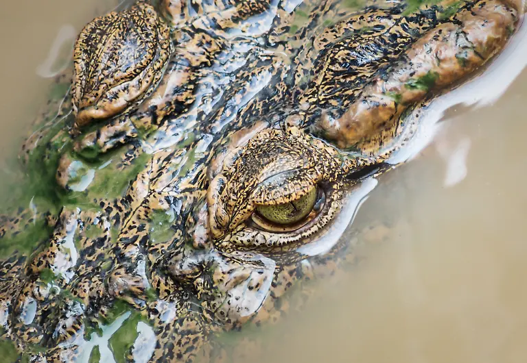 Aerial-detail-view-of-brown-green-crocodile-head-with-eyes-in-Tonle-Sap-lake-Cambodia