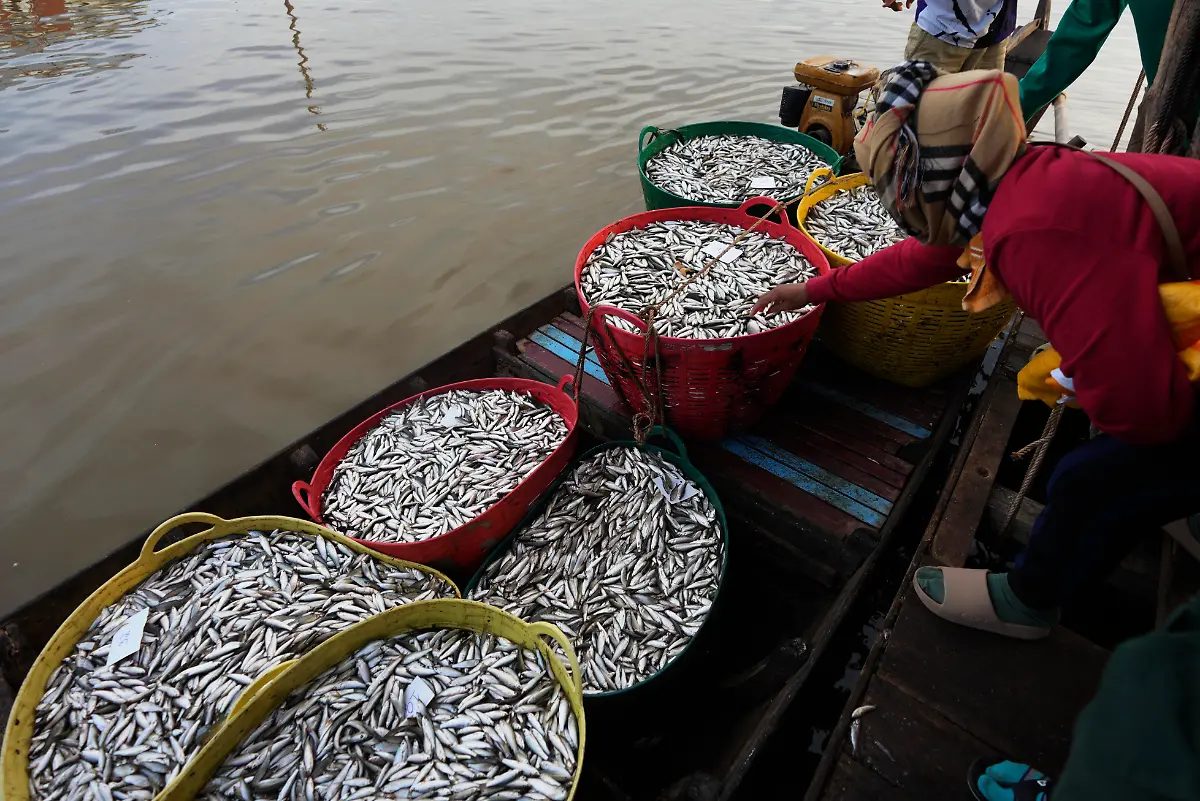 Cambodian-farmers-collect-some-fishes-from-a-wooden-boat-as-they-buy-its-at-the-Tonle-Sap-river-bank-outside-Phnom-Penh-Tuesday-Dec-10-2024