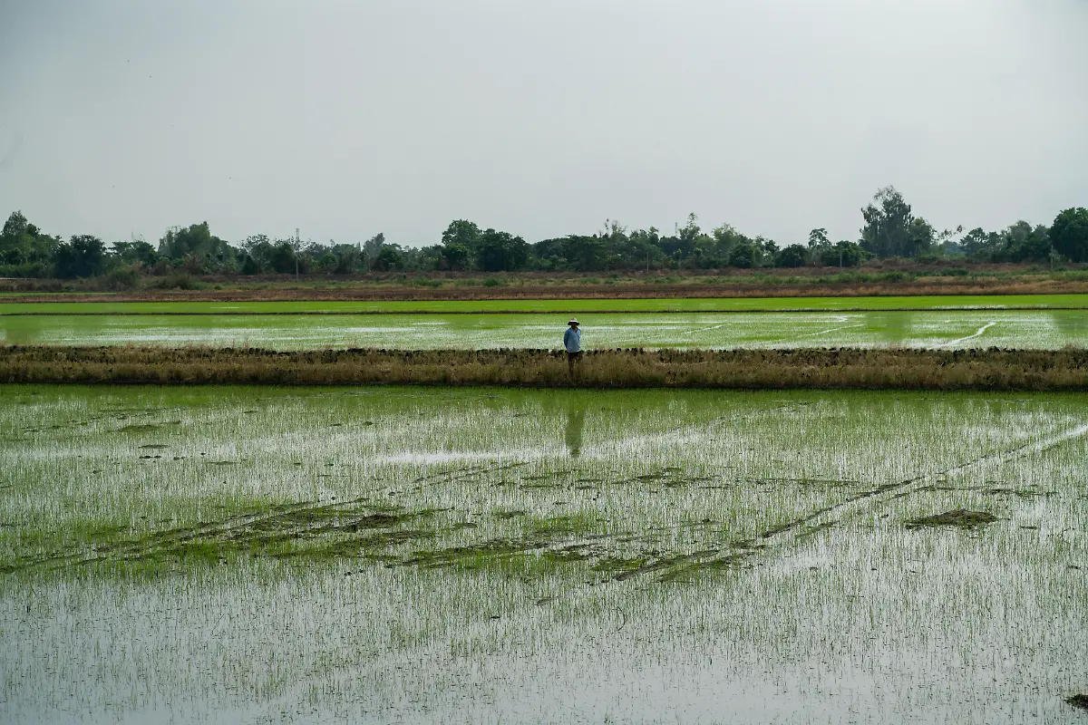 MEKONG-DELTA-VIETNAM-MARCH-15-A-view-of-rice-field-where-more-than-half-of-the-country-s-rice-production-takes-place-in-Mekong-Delta-Vietnam-on-March-15-2025-While-local-farmers-continue-to-employ-traditional-manual-techniques-for-grain-cultivation-some-are-gradually-adopting-modern-technologies-including-drones-to-enhance-efficiency-The-country-s-rice-fields-not-only-play-a-crucial-role-in-agriculture-but-also-contribute-to-the-scenic-landscape-attracting-numerous-tourists