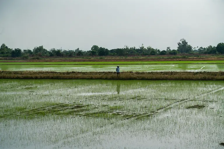 MEKONG-DELTA-VIETNAM-MARCH-15-A-view-of-rice-field-where-more-than-half-of-the-country-s-rice-production-takes-place-in-Mekong-Delta-Vietnam-on-March-15-2025-While-local-farmers-continue-to-employ-traditional-manual-techniques-for-grain-cultivation-some-are-gradually-adopting-modern-technologies-including-drones-to-enhance-efficiency-The-country-s-rice-fields-not-only-play-a-crucial-role-in-agriculture-but-also-contribute-to-the-scenic-landscape-attracting-numerous-tourists