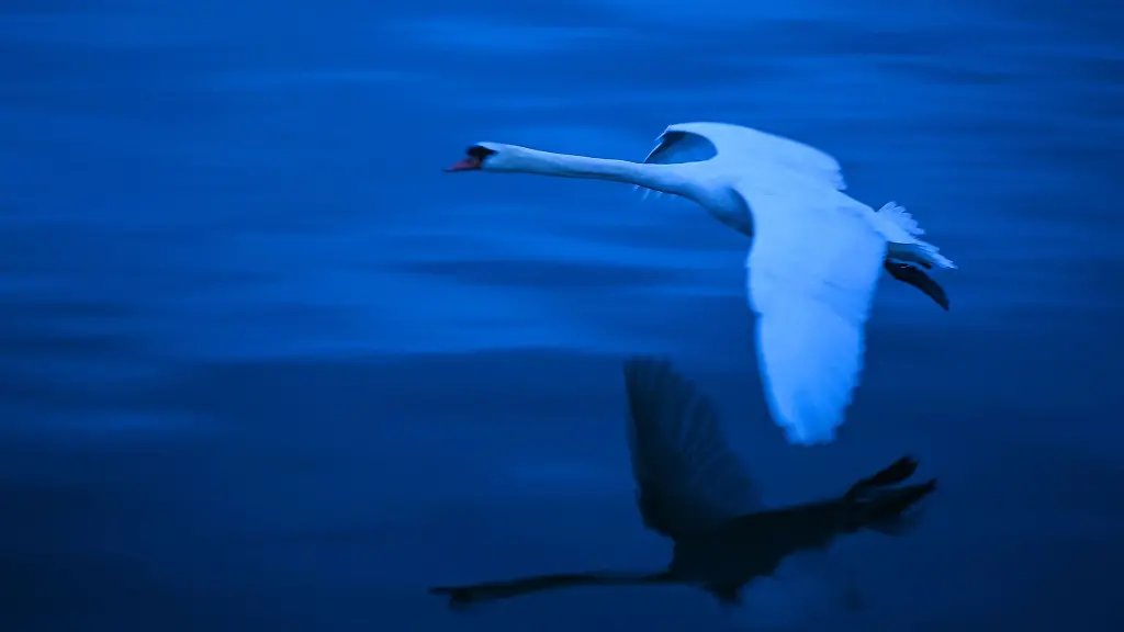 Bei-einem-Schwan-am-Bodensee-wurde-die-Vogelgrippe-nachgewiesen
