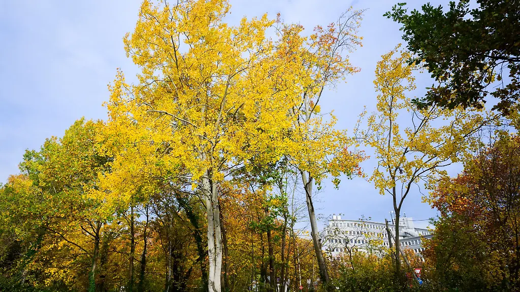Die-Zitterpappel-der-Baum-des-Jahres-ist-in-Thueringen-eher-selten-zu-finden