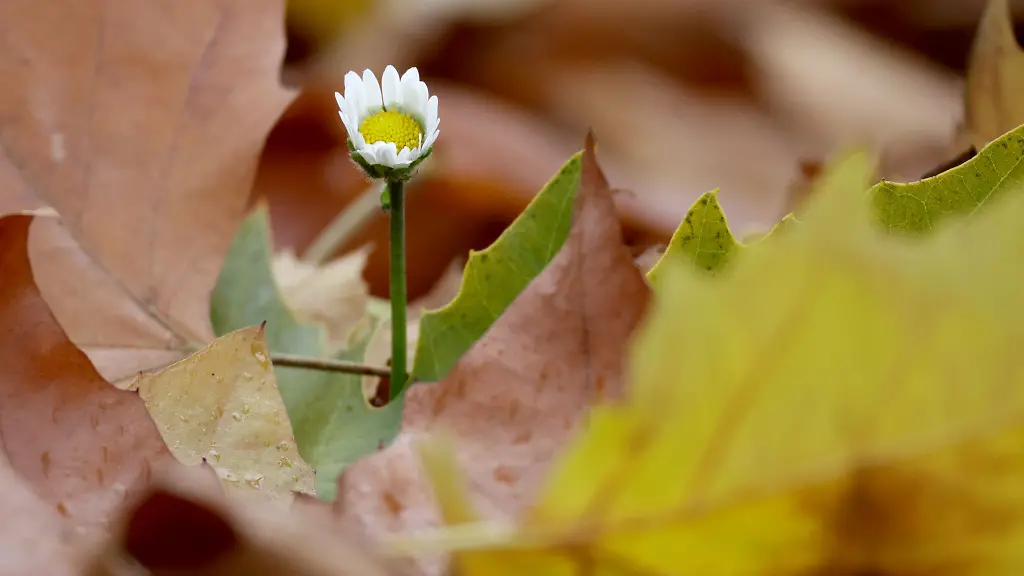 Am-Donnerstag-koennte-die-20-Grad-Marke-geknackt-werden