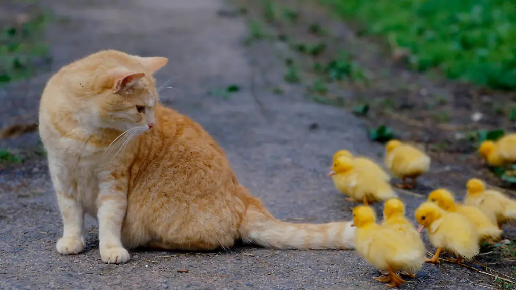 Freigaenger-Katzen-sind-besonders-gefaehrdet-sich-ueber-infizierte-Voegel-oder-deren-Ausscheidungen-anzustecken