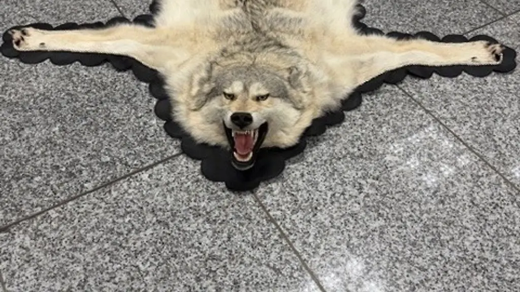 Der-Zoll-am-Frankfurter-Flughafen-entdeckte-ein-Wolfsfell-im-Gepaeck-eines-Reisenden