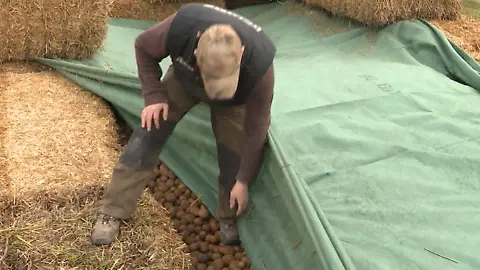 Kartoffeln2