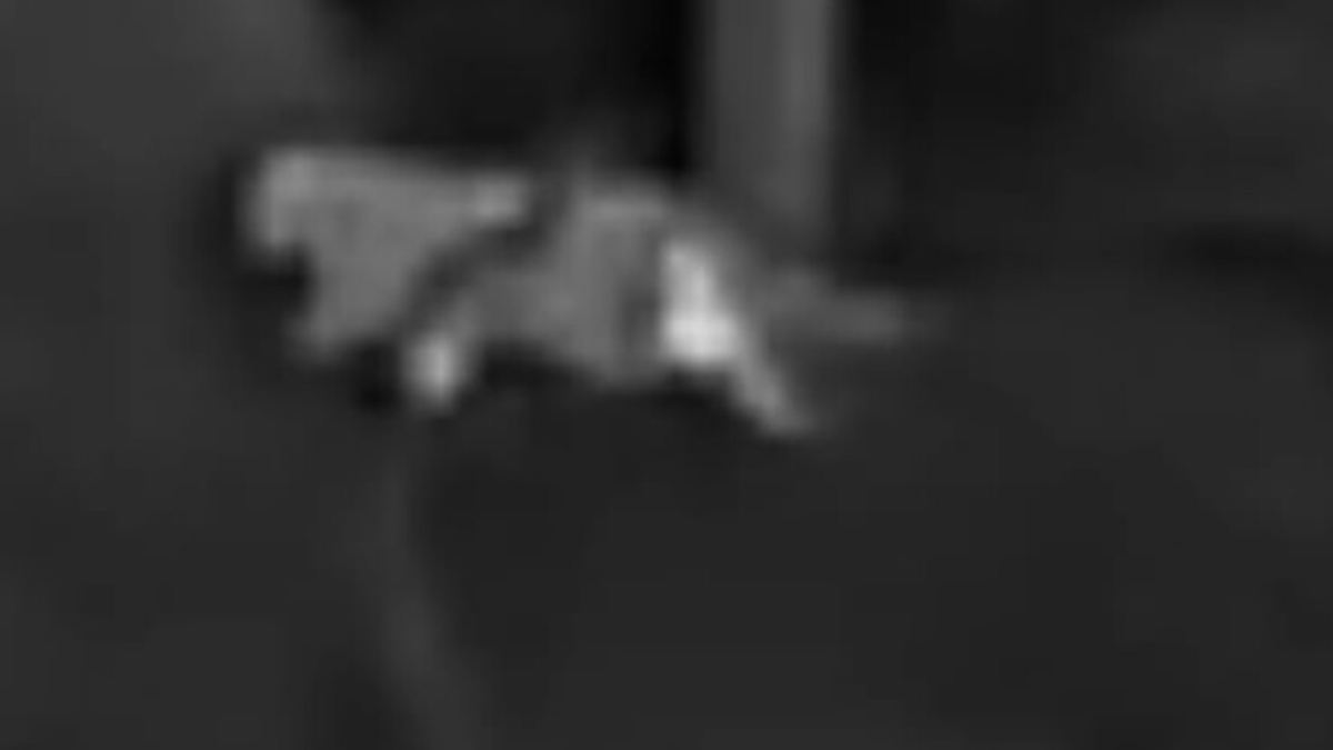 Wolf-oder-Hund-Labor-gibt-Entwarnung-zu-Gro-katzen-Alarm