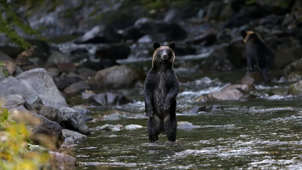 epa03903627-Ein-Bild-das-am-09-Oktober-2013-zur-Verfuegung-gestellt-wurde-zeigt-einen-Braunbaeren-in-einem-Fluss-in-Shiretoko-auf-Japan-s-Insel-Hokkaido-02-Oktober-2013-Braunbaeren-fressen-gern-Lachs-Hier-siehst-du-einen-Baeren-in-Japan-beim-Lachsfang