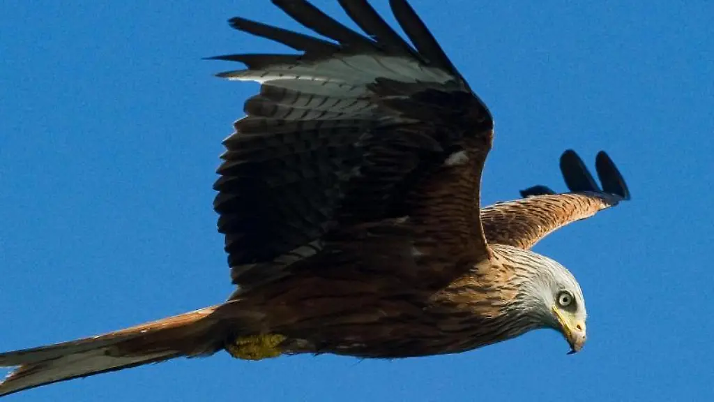 Ein-Rotmilan-fliegt-am-Himmel