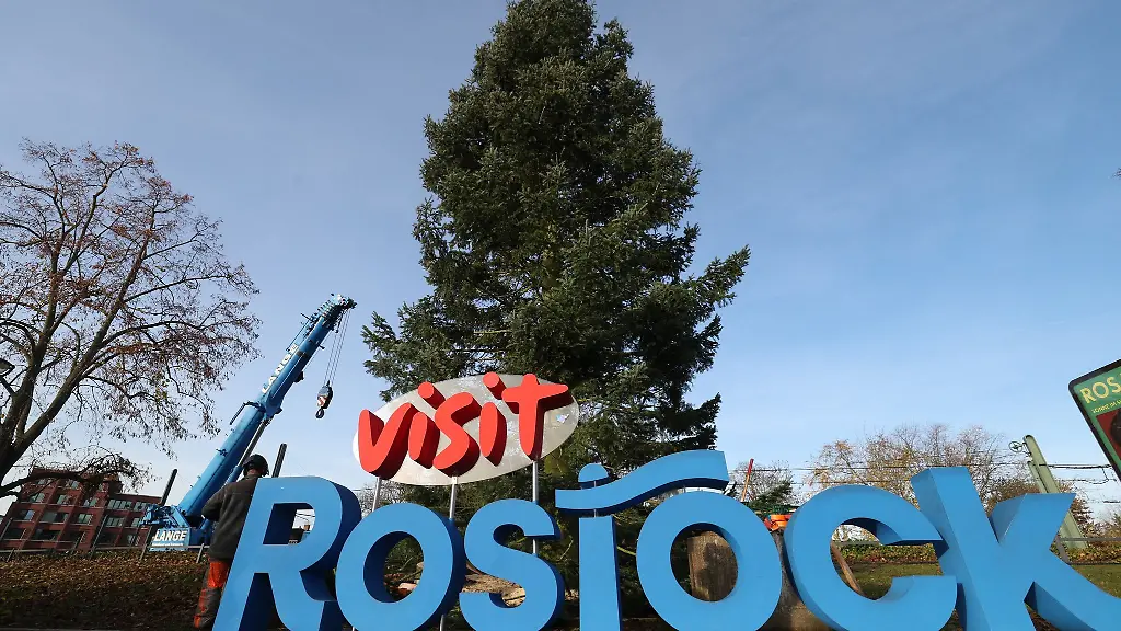 Die-Kuestentanne-ist-20-Meter-hoch-und-vier-Tonnen-schwer