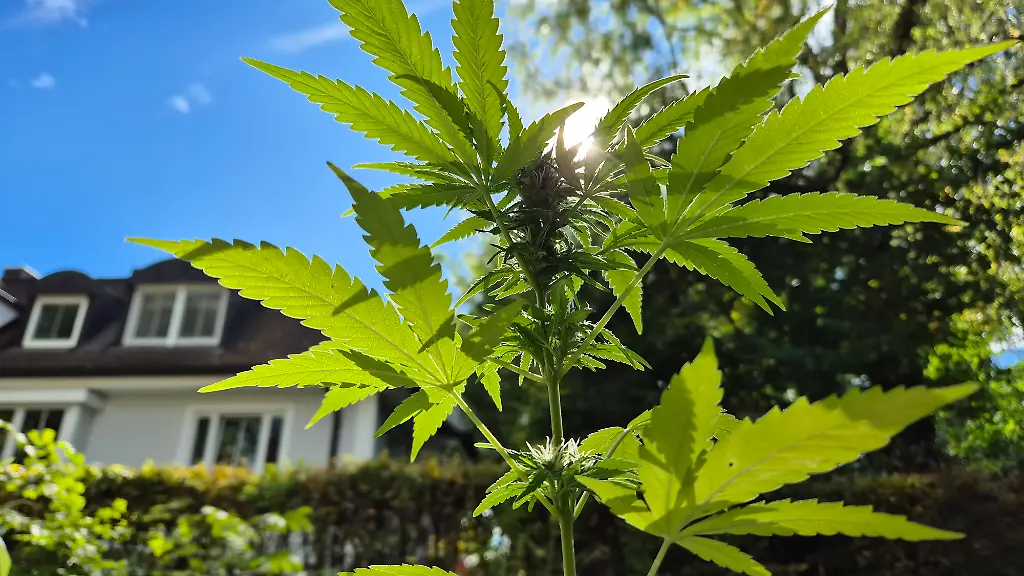 Marijuana-Plant-Growing-On-Balcony-Close-up-view-of-green-marijuana-plant-Personal-cultivation-of-cannabis-plants-remains-subject-to-national-and-regional-regulations