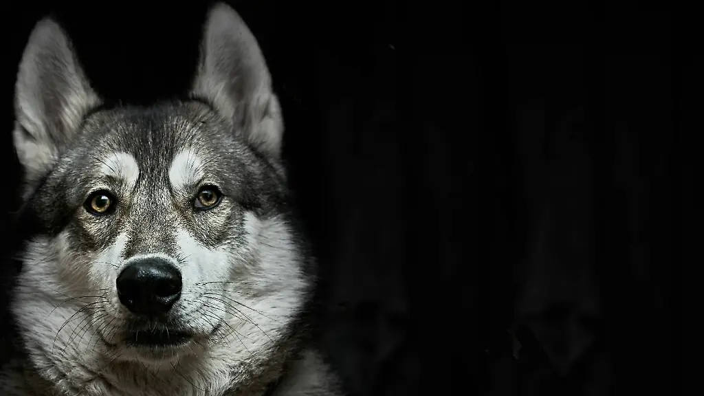 Security-and-safety-Domestic-dog-s-head-west-siberian-laika-on-black-A-breed-of-hunting-sled-guard-dog-with-a-curled-fluffy-tail-96551372