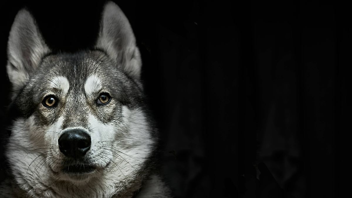 Verschiedene Rassen nachgewiesen: Menschen siedelten sich mit Hunden in Eurasien an