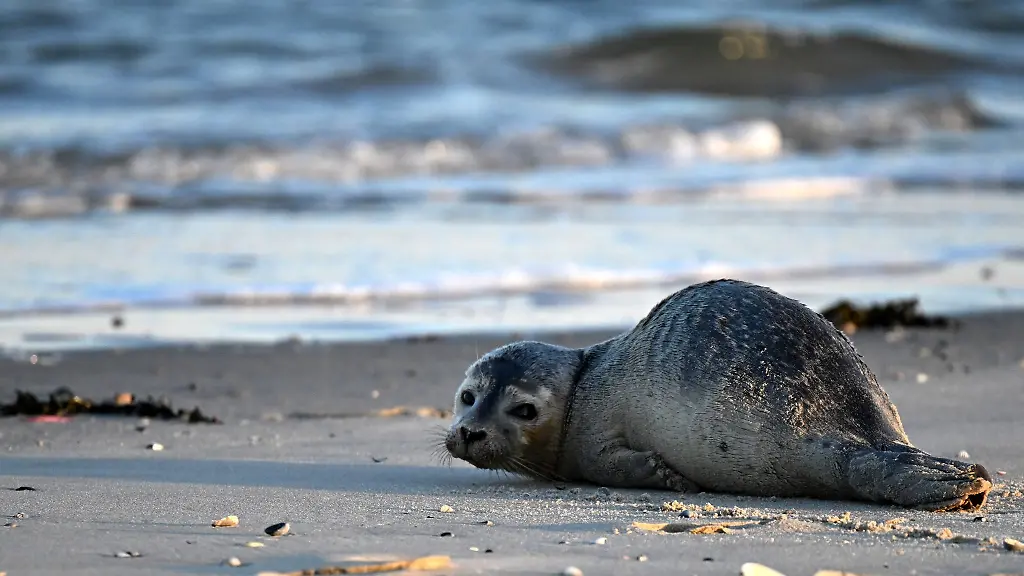 Seehunde-zaehlen-zu-den-groessten-Meeresraubtieren-im-Wattenmeer