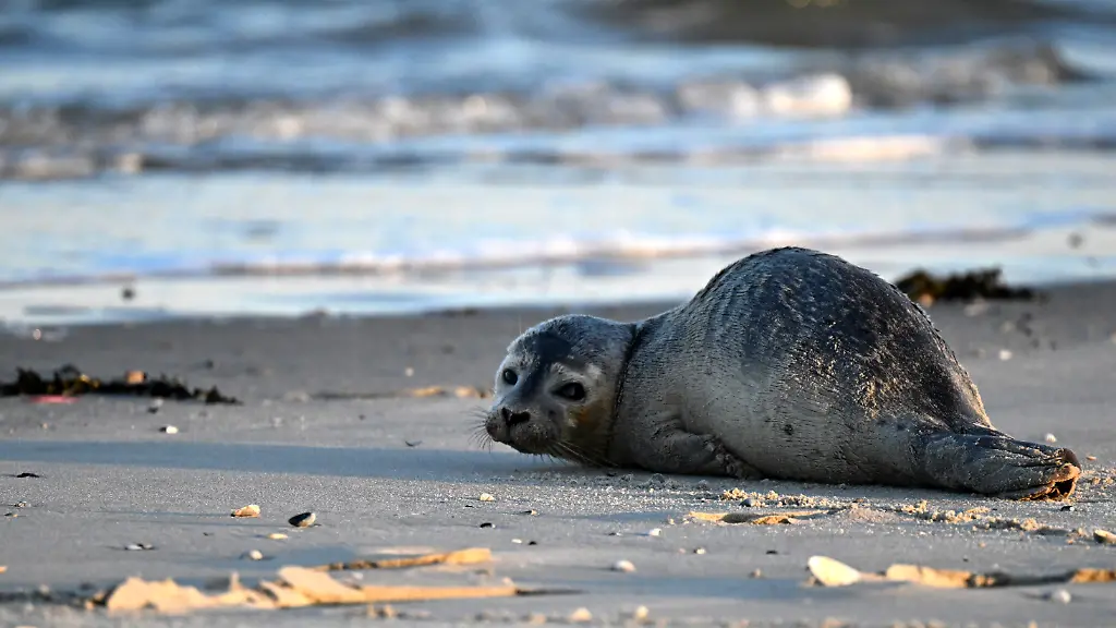 Ein-Seehund-liegt-am-Strand-der-Nordseeinsel-Juist-Die-Zahl-der-Seehunde-im-Wattenmeer-und-auf-Helgoland-nimmt-langfristig-ab-gleichzeitig-wurde-eine-aussergewoehnlich-hohe-Zahl-an-Jungtieren-beobachtet-Zu-diesem-Ergebnis-kommt-eine-trilaterale-Expertengruppe-fuer-Meeressaeuger-in-ihrem-Bericht-Zaehlungen-der-Seehunde-im-Wattenmeer-2025