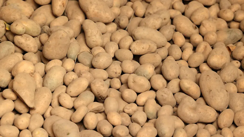 Ein-Haufen-mit-Kartoffeln-Herbst-im-Siegerland-am-17-10-2025-in-Kreuztal-Deutschland