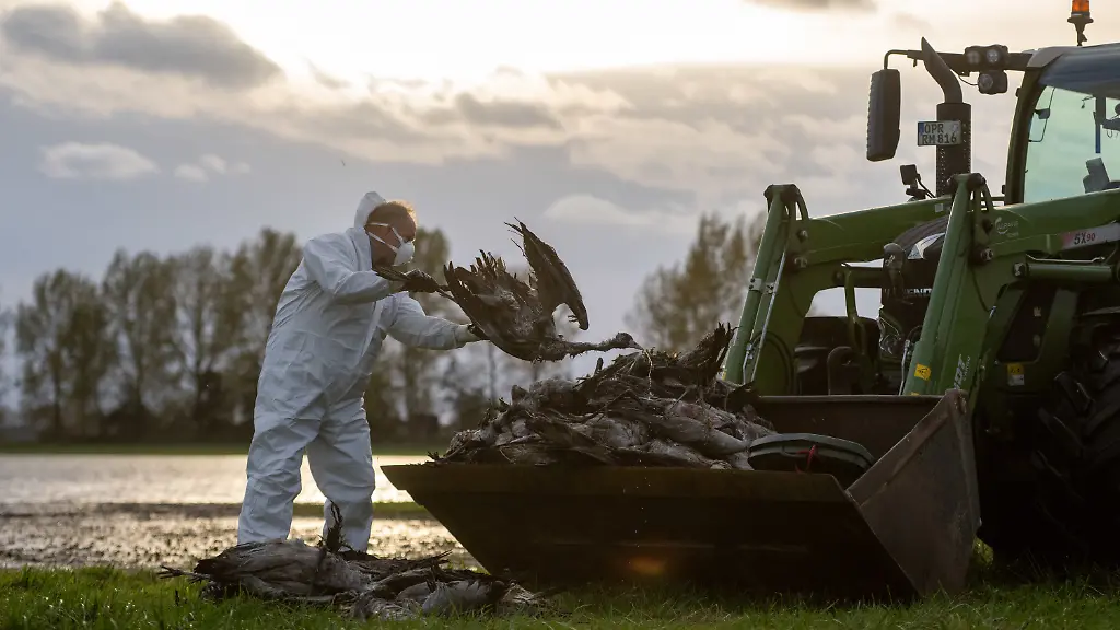 ARCHIV-24-10-2025-Brandenburg-Fehrbellin-Ein-Helfer-sammelt-einen-toten-Kranich-auf-und-wirft-ihn-in-eine-Traktorschaufel-Die-auch-als-Vogelgrippe-bezeichnete-Gefluegelpest-hat-sich-mittlerweile-fast-ueber-ganz-Deutschland-ausgebreitet