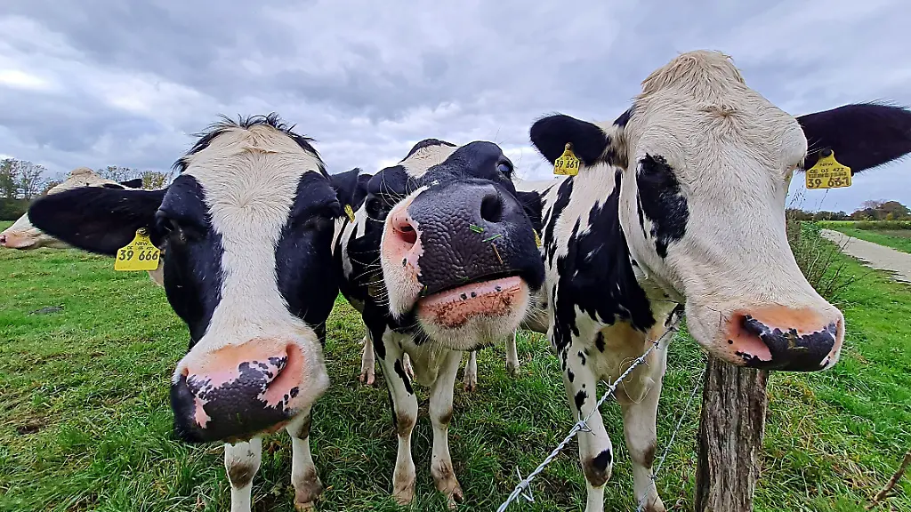 Auf-dem-Markt-ist-derzeit-mehr-Milch-als-vor-einem-Jahr