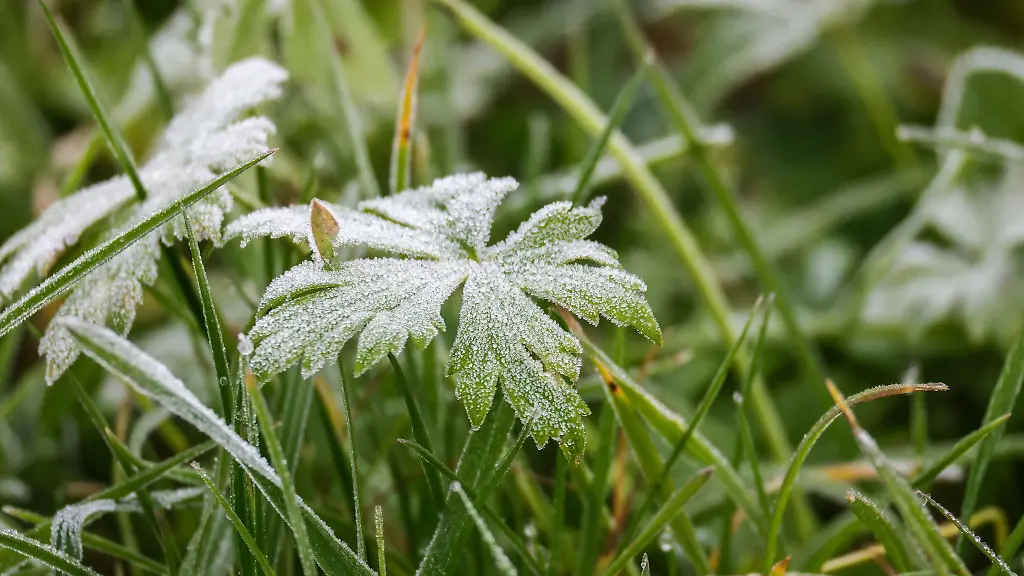 Nebel-Raureif-und-vielleicht-auch-Schnee-in-Hessen