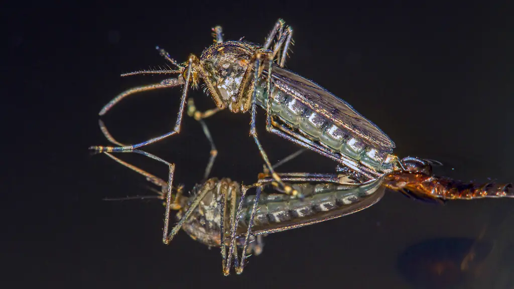 A ringworm emerges from its cocoon shell