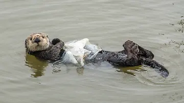 Wie viel geschlucktes Plastik lässt Tiere verenden_
