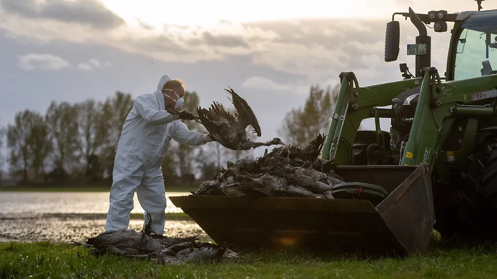 Ein-Helfer-sammelt-einen-toten-Kranich-auf-und-wirft-ihn-in-eine-Traktorschaufel-Die-auch-als-Vogelgrippe-bezeichnete-Gefluegelpest-hat-sich-mittlerweile-fast-ueber-ganz-Deutschland-ausgebreitet