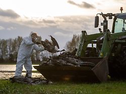 Was bei diesem Ausbruch anders ist: Die Vogelgrippe kehrt mit neuer Wucht zurück
