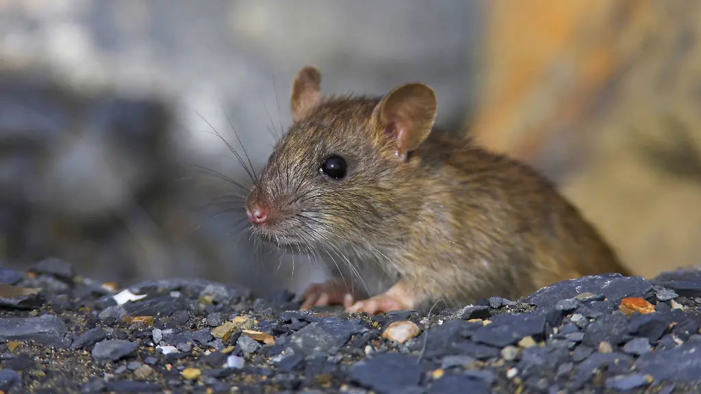 Bildnummer-56078161-Datum-30-11