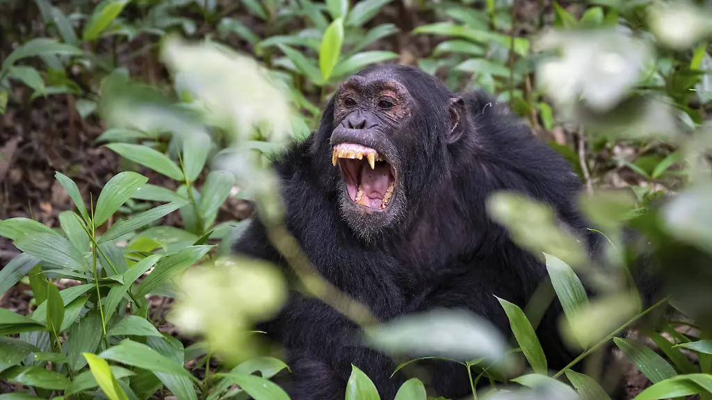 Schimpanse-Pan-Troglodytes-zeigt-Zaehne-Aggression-Maennchen-am-Boden-Dschungel-im-Kibale-Nationalpark-Uganda-Chimpanzee-Pan-Troglodytes-showing-teeth-aggression-males-on-the-ground-jungle-in-Kibale-National-Park-Uganda-Copyright-imageBROKER-MoritzxWolf-ibxmmw15553162
