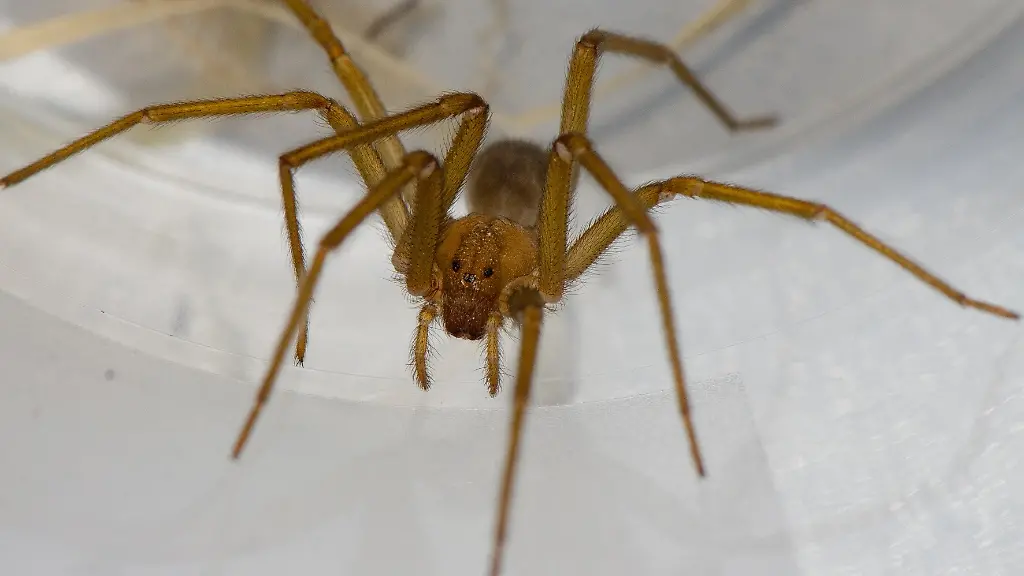 Mehrere-Exemplare-der-chilenischen-Einsiedlerspinne-Loxosceles-laeta-sind-in-einem-nicht-oeffentlich-zugaenglichen-Keller-eines-Hoersaalzentrums-der-Universitaet-Tuebingen-entdeckt-worden
