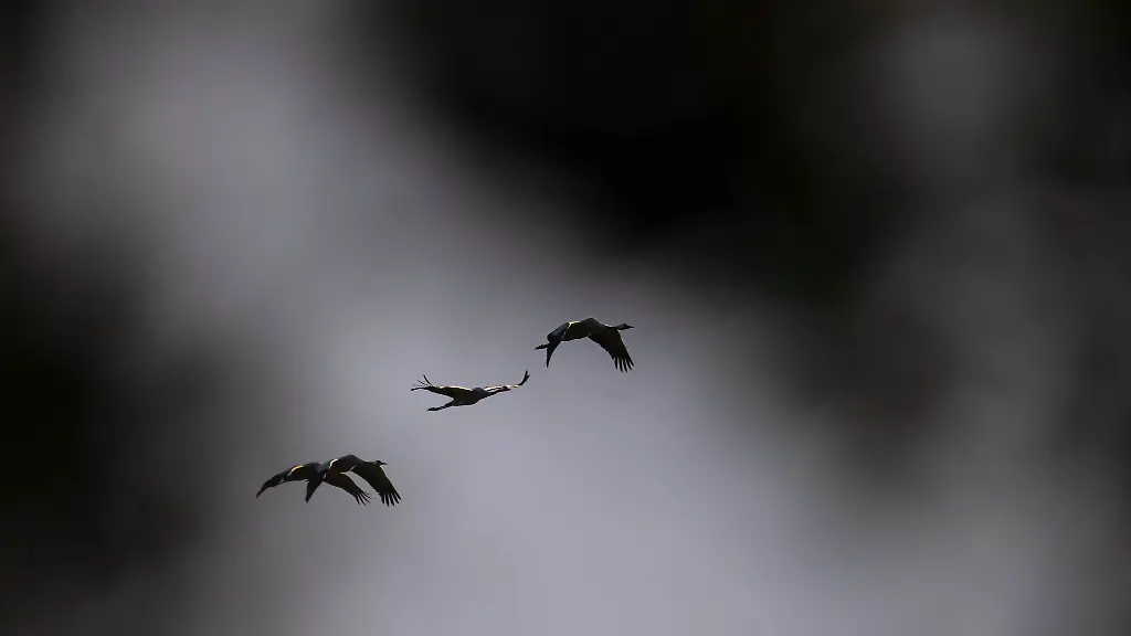 Infizierte-und-erkrankte-Kraniche-auf-dem-Weg-in-den-Sueden-koennten-das-Virus-auf-andere-Voegel-uebertragen-heisst-es-aus-dem-saarlaendischen-Agrarministerium