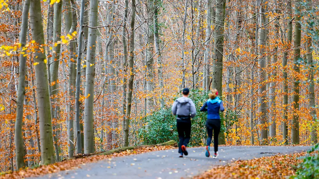 Jogger-laufen-durch-den-herbstlich-gefaerbten-Wald-in-Koenigswinter